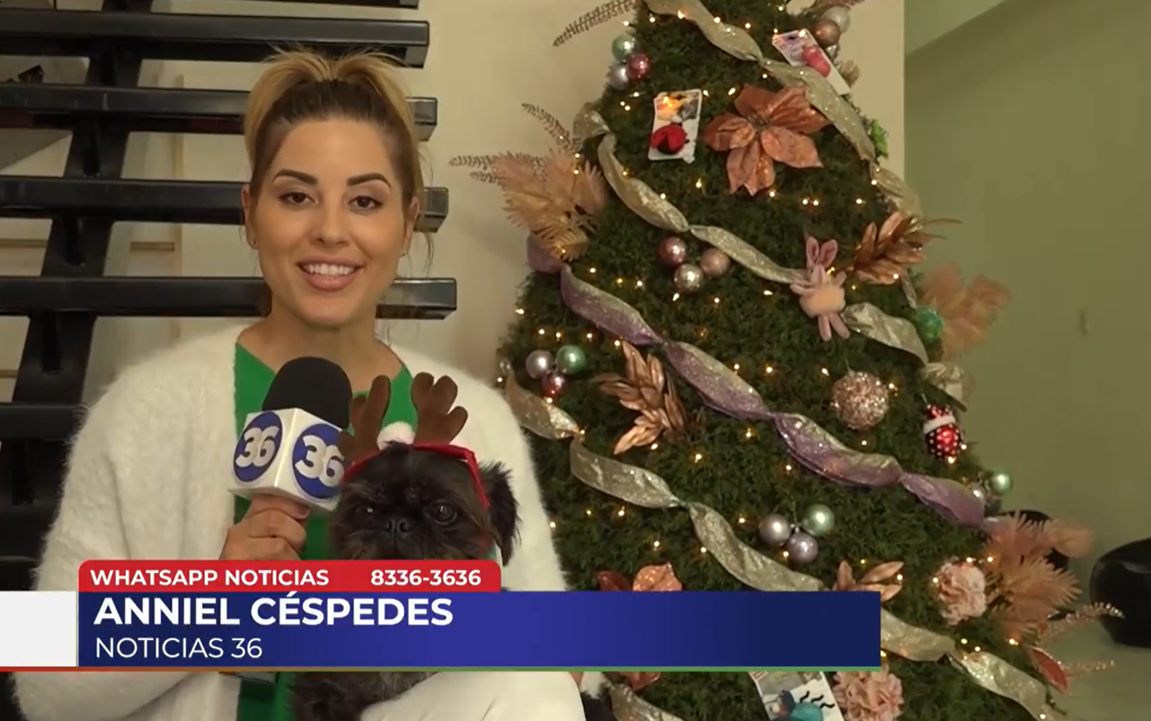 Cuidado con los perros durante las festividades navideñas en Costa Rica: riesgos de intoxicación y lesiones