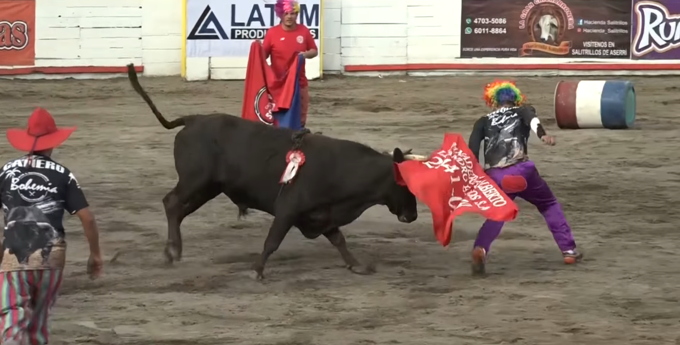 El redondel de Zapote vuelve a abrir sus puertas con las tradicionales corridas de toros en Costa Rica
