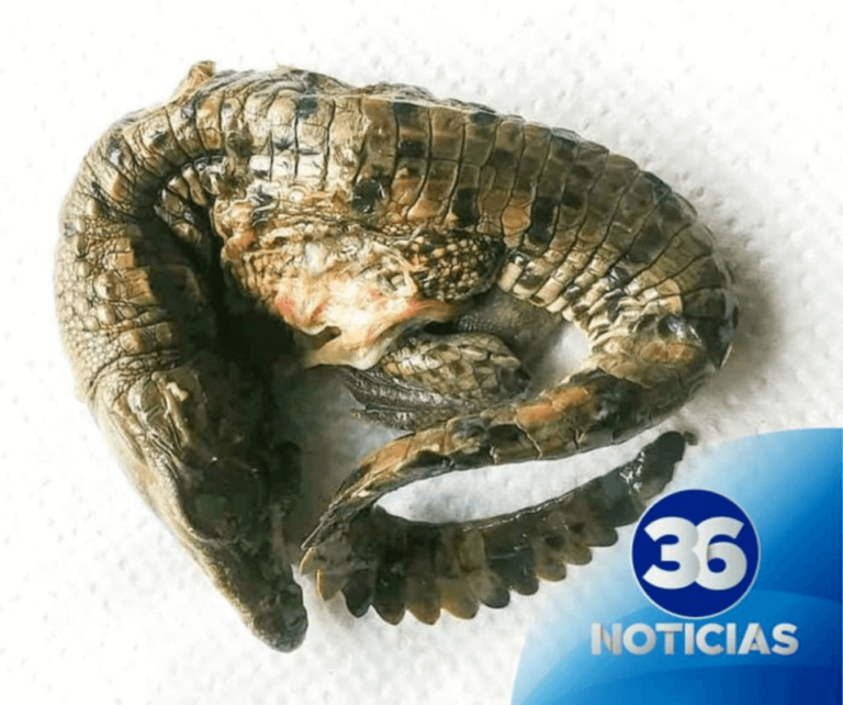 "Nacimiento virginal" de cocodrilo en Parque Reptilandia
