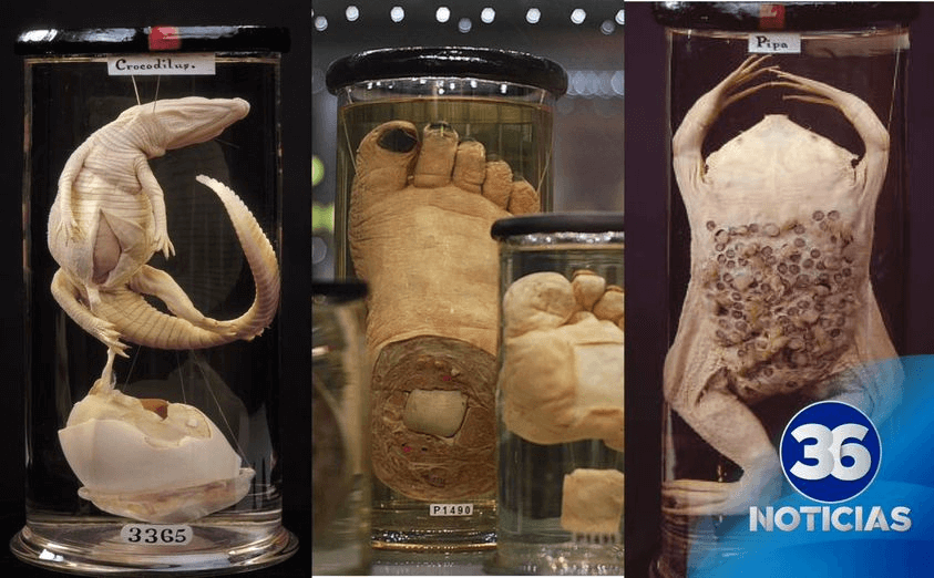 Reapertura del Museo Hunterian: Renovación millonaria