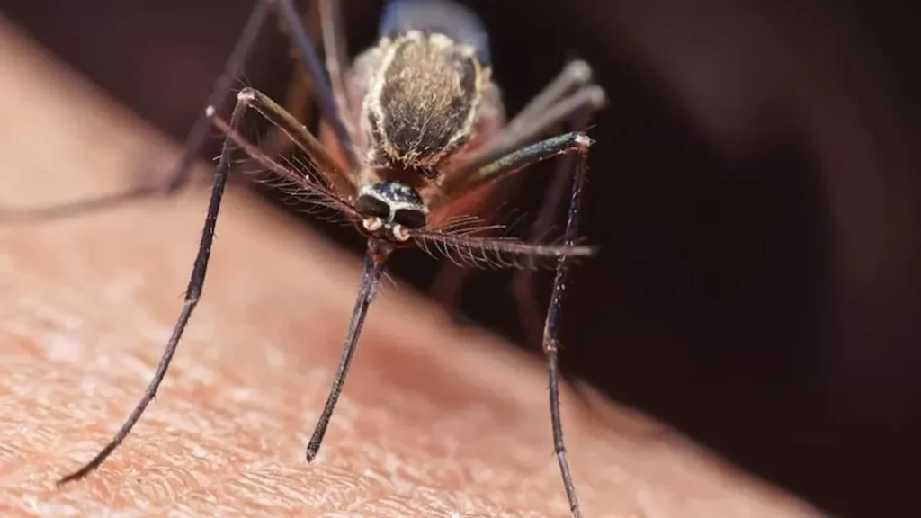 Aumento Alarmante de Casos de Malaria en Costa Rica
