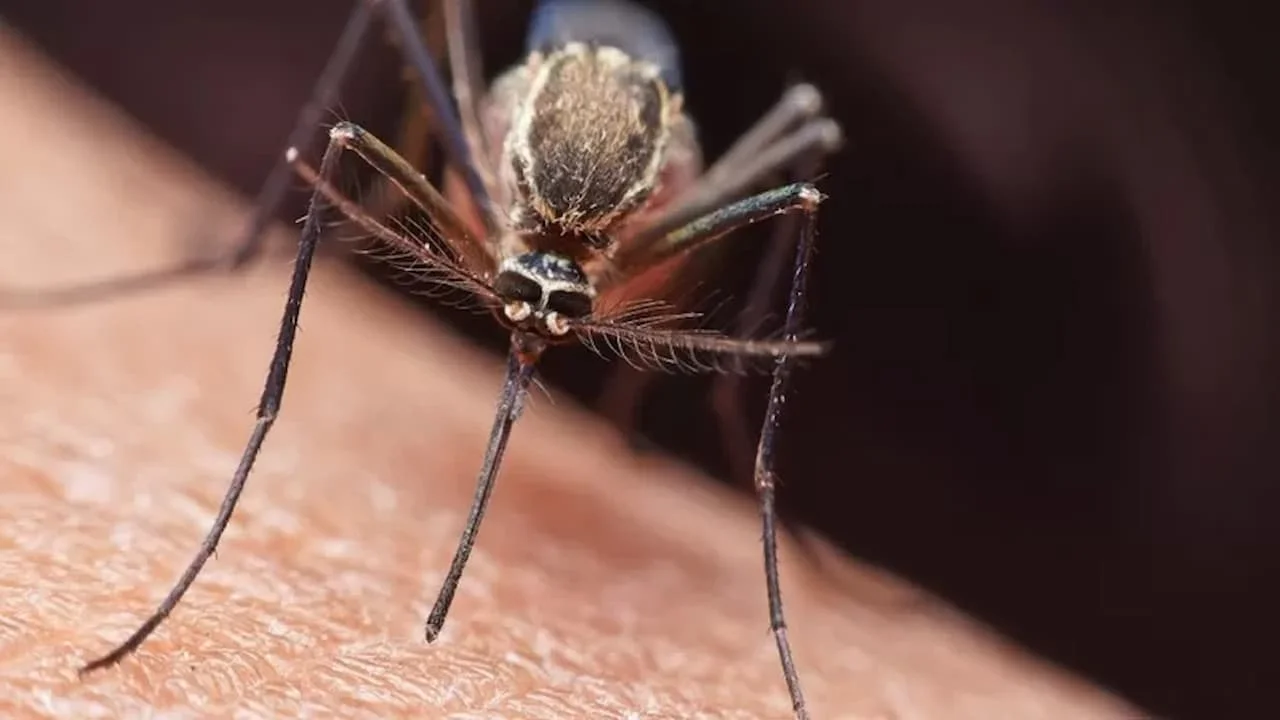 Aumento Alarmante de Casos de Malaria en Costa Rica