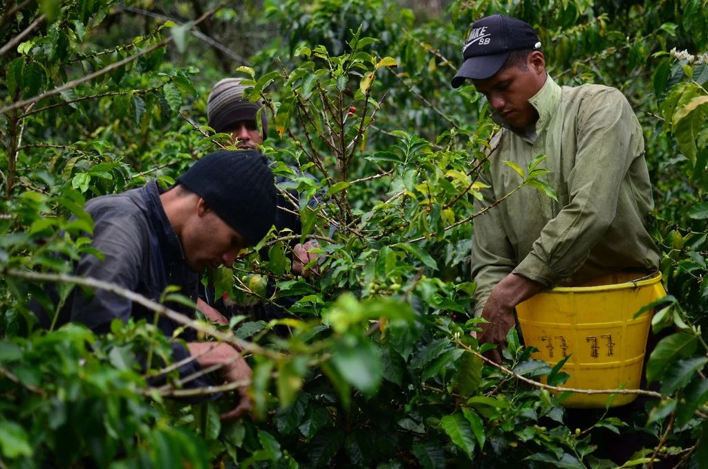 Póliza de Riesgos para Recolectores de Café