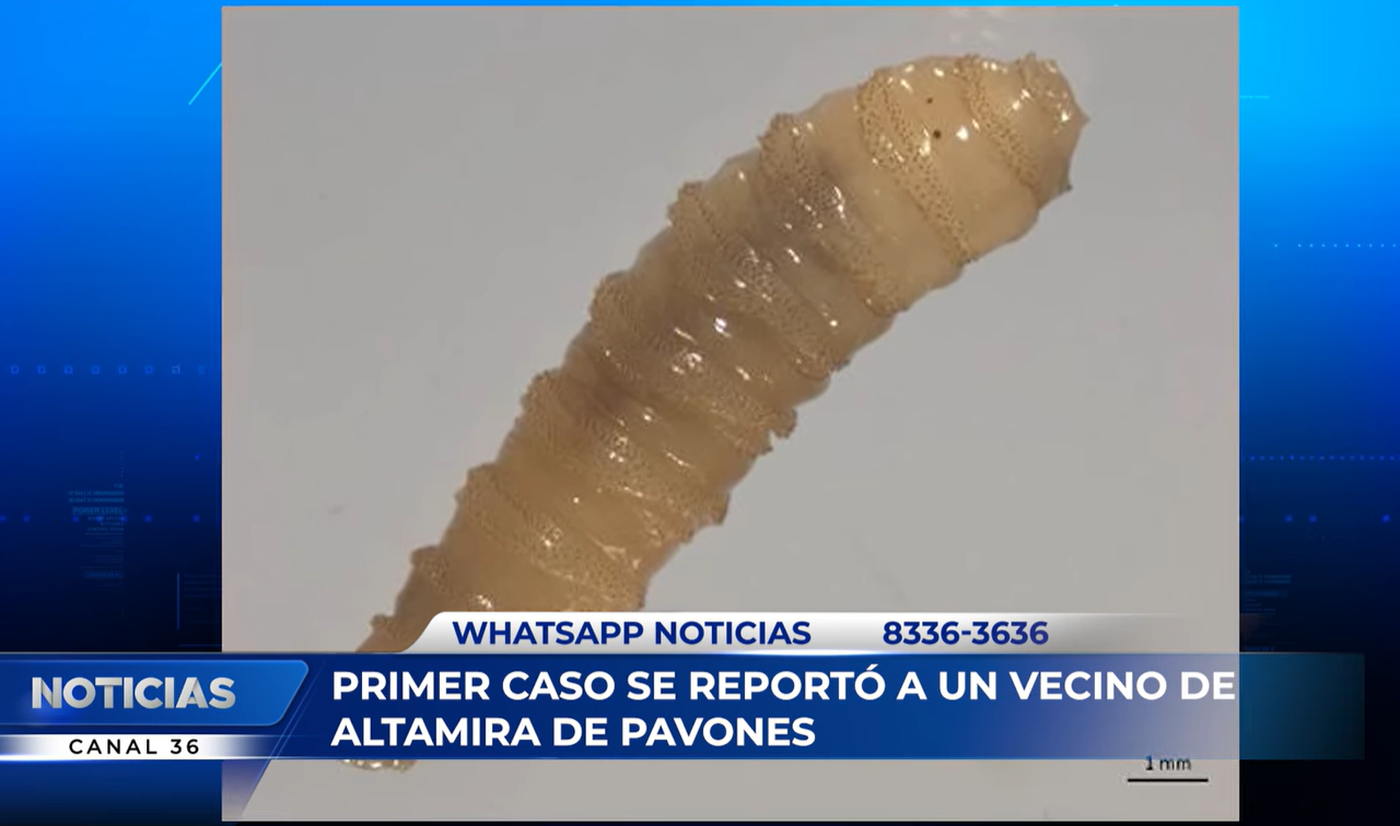 Primer caso de gusano barrenador humano en Costa Rica