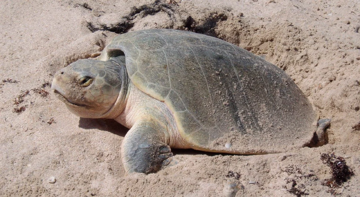 Cientos de tortugas loras deslumbran en Playa Ostional, Guanacaste