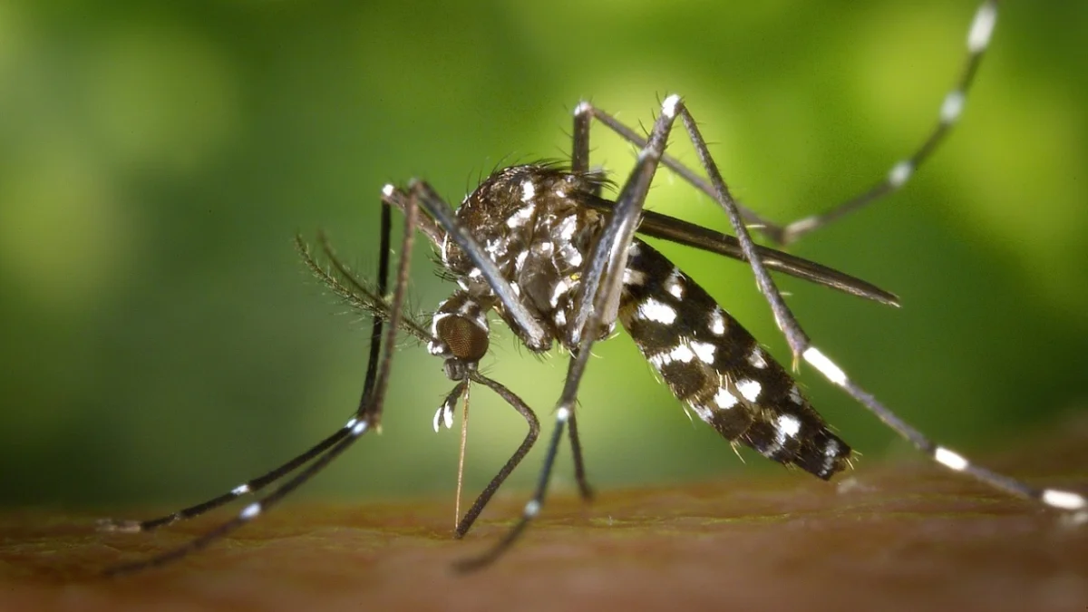EE.UU. alerta a viajeros sobre virus Oropouche