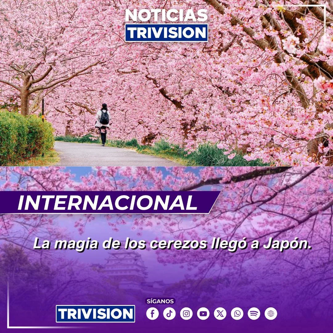 Japón da inicio al Hanami con la temporada de flores de cerezo