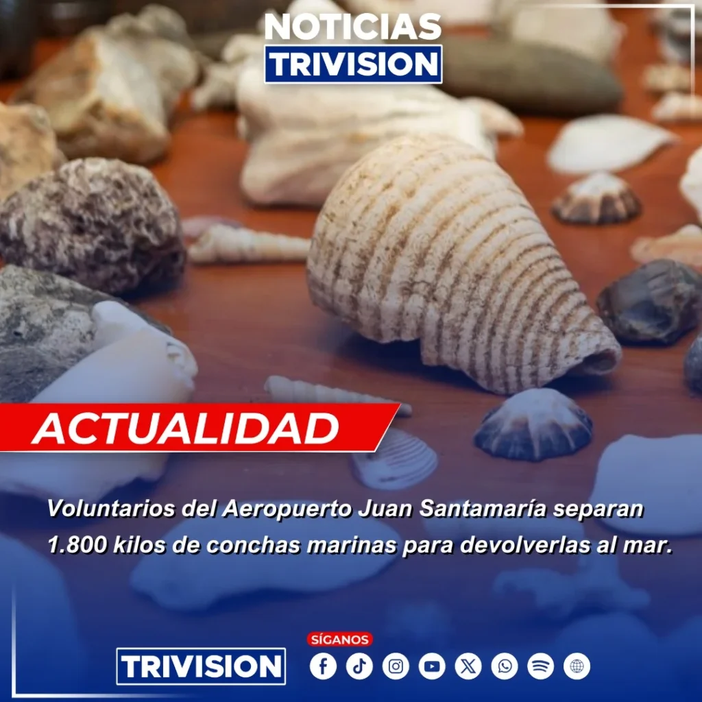 retorno de conchas marinas