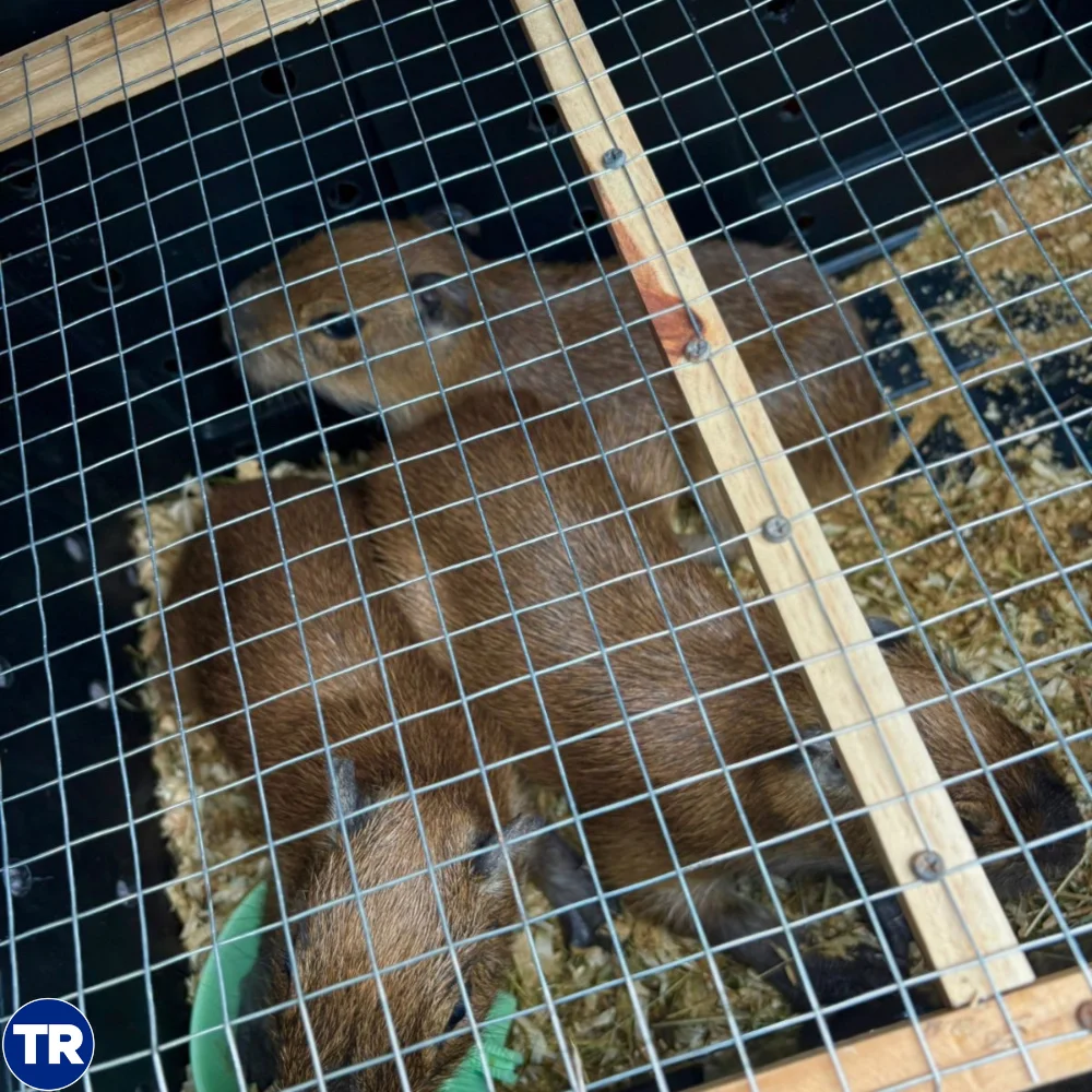 capibaras decomisadas en Costa Rica