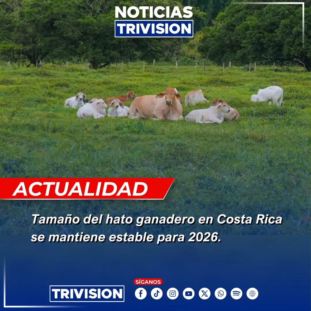 Hato ganadero de Costa Rica se mantiene estable para 2026