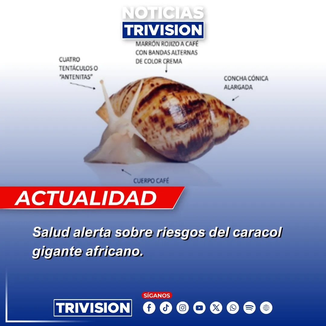 Alerta por caracol gigante africano en Costa Rica