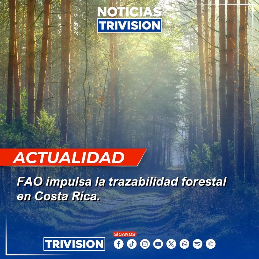 FAO impulsa la creación del Sistema Nacional de Trazabilidad Forestal en Costa Rica