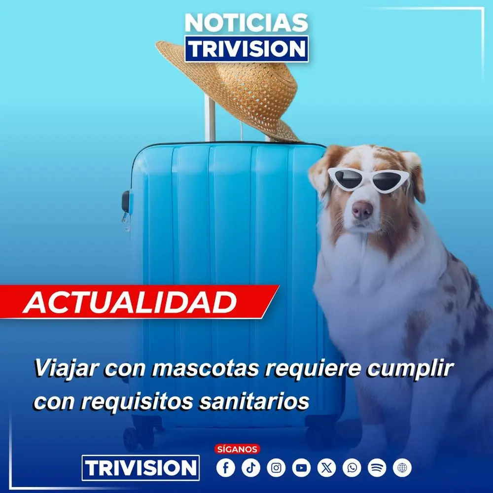 Requisitos sanitarios para viajar con mascotas desde Costa Rica, alerta SENASA
