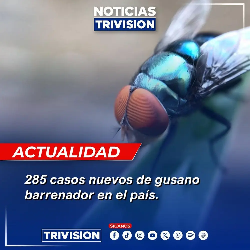 Aumentan los casos de gusano barrenador en Costa Rica: 285 nuevos reportes en enero