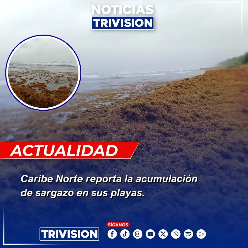 Aumento de sargazo en el Caribe Norte de Costa Rica preocupa a autoridades ambientales