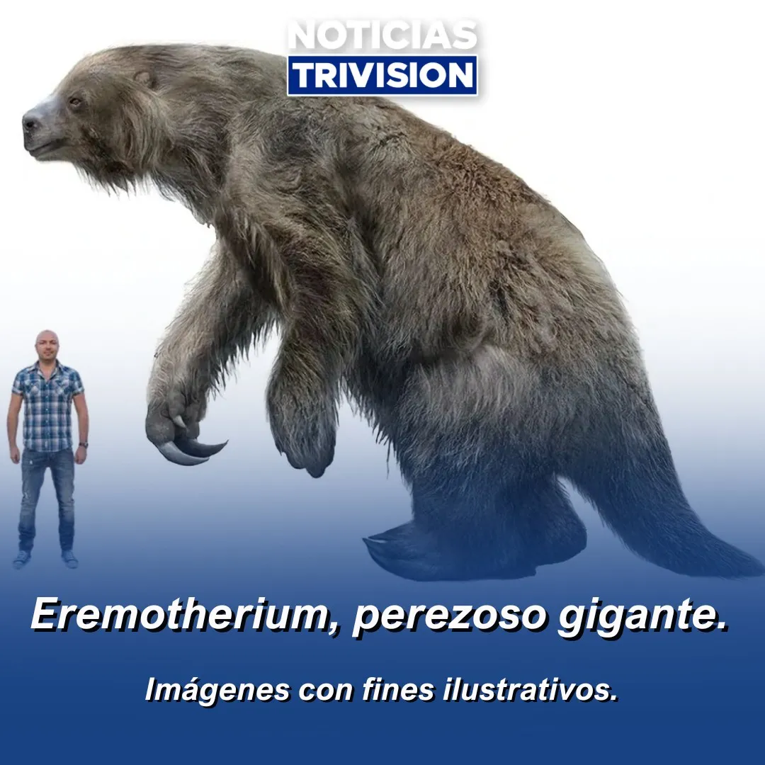 Cartago revela restos de megafauna y valor científico