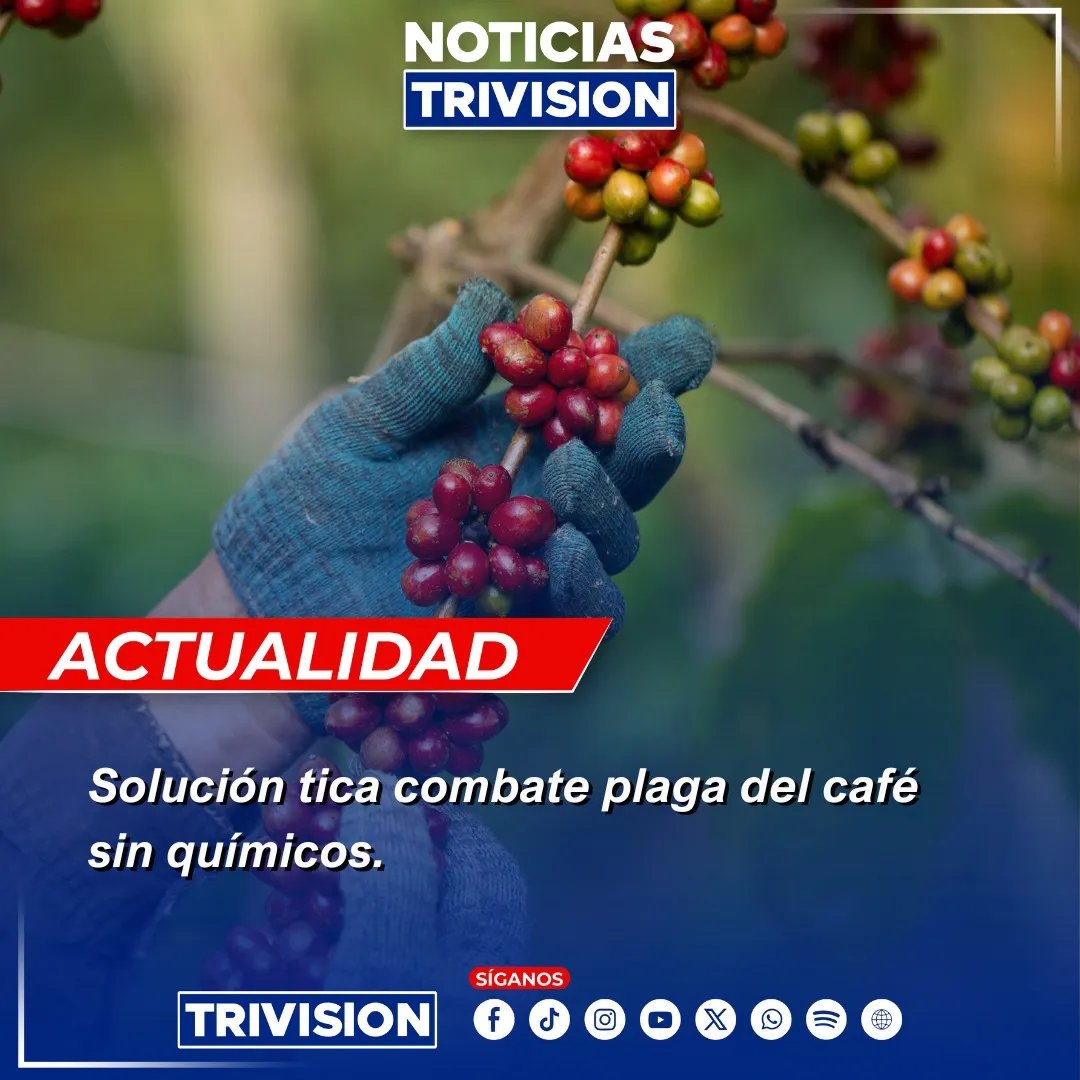 TEC y CoopeTarrazú lanzan solución biológica cafetalera
