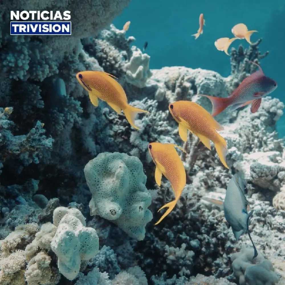 Costa Rica busca alianza para proteger ecosistemas marinos