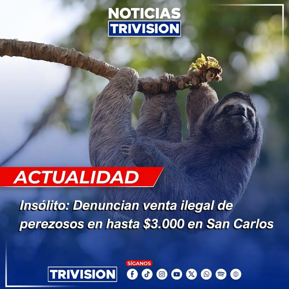 Denuncia sobre venta ilegal de osos perezosos en Costa Rica alarma a autoridades