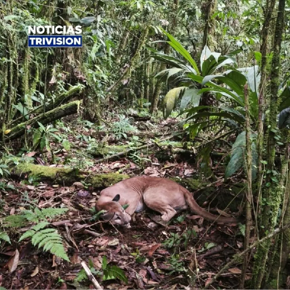Puma regresa a su hábitat tras ser atropellado en San Carlos