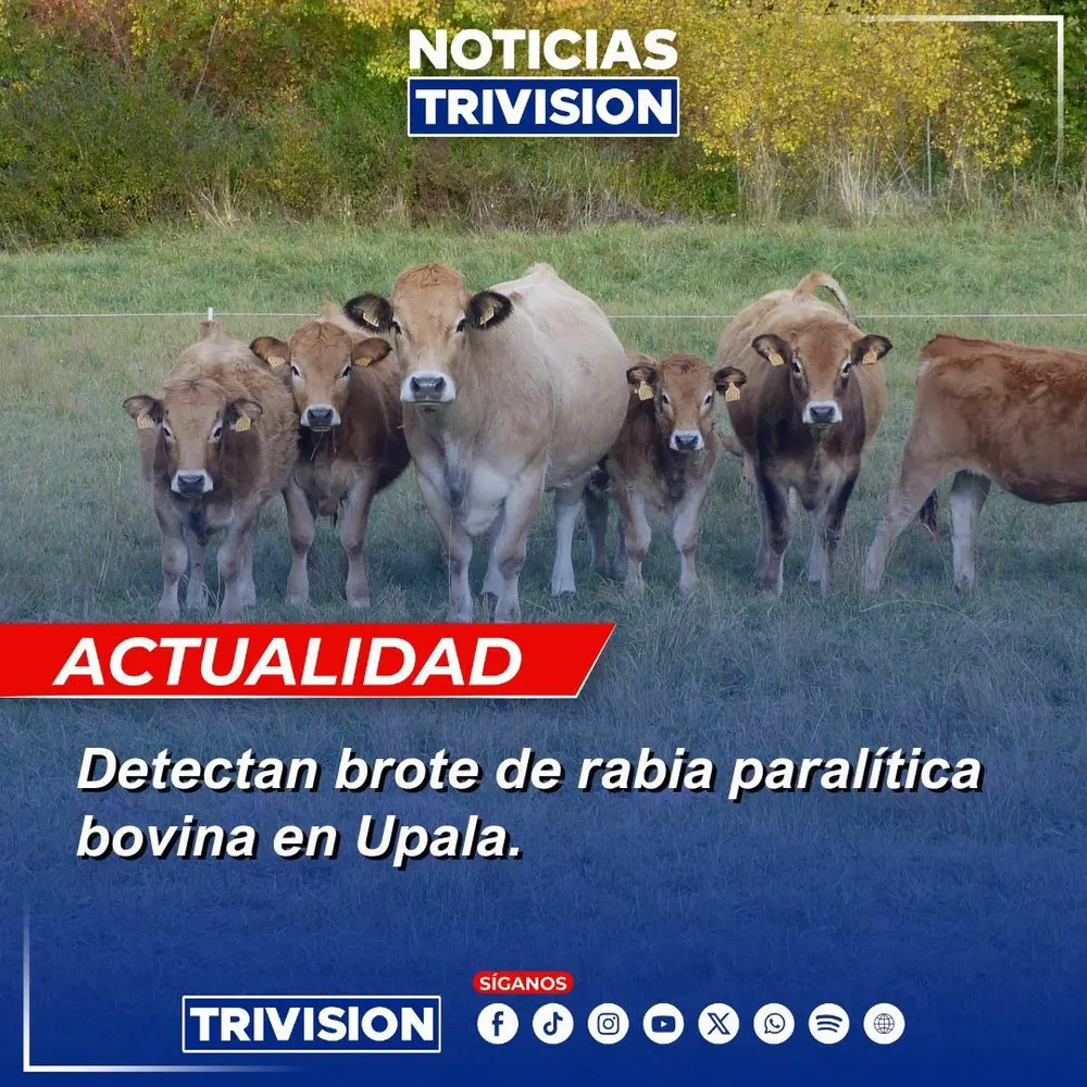 SENASA reporta tres casos de rabia paralítica bovina en Upala y ocho muertes de animales