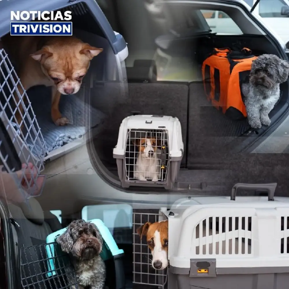 Transporte a sus mascotas de forma segura