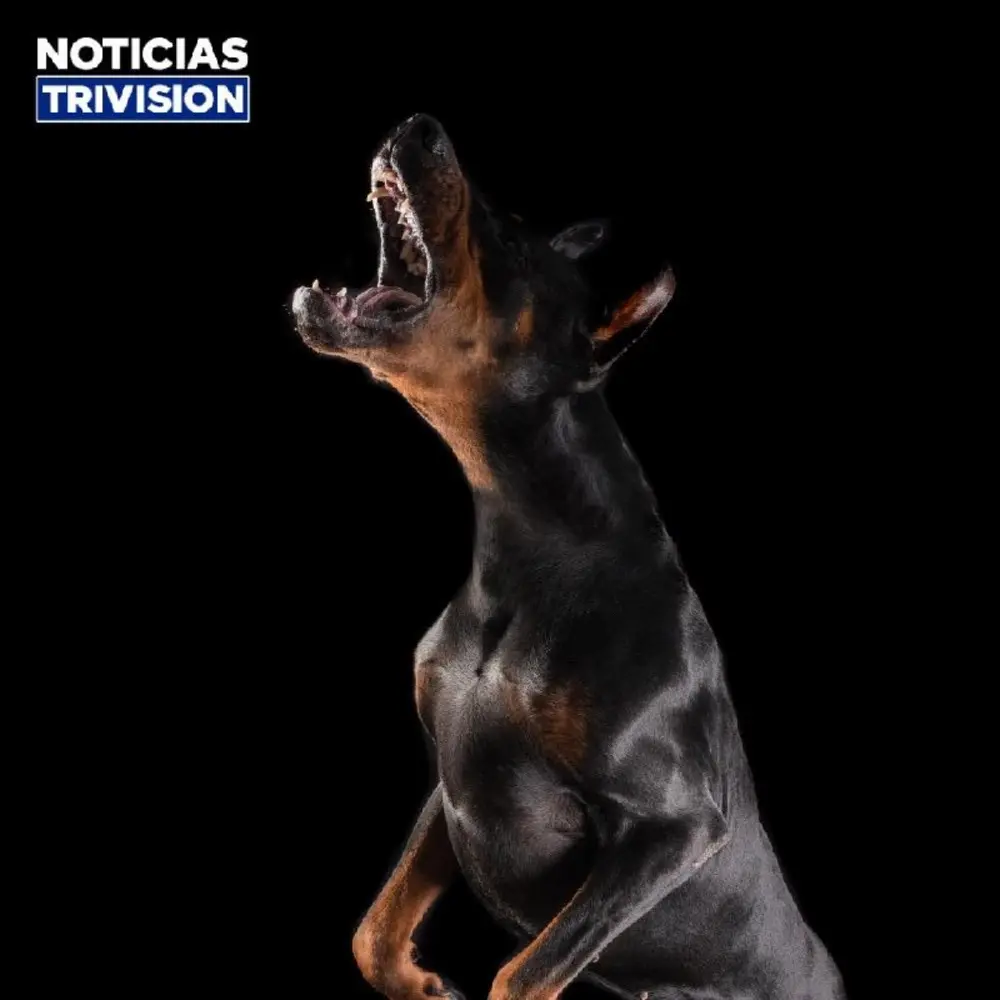 Aumentan muertes por ataques de perros en 2026