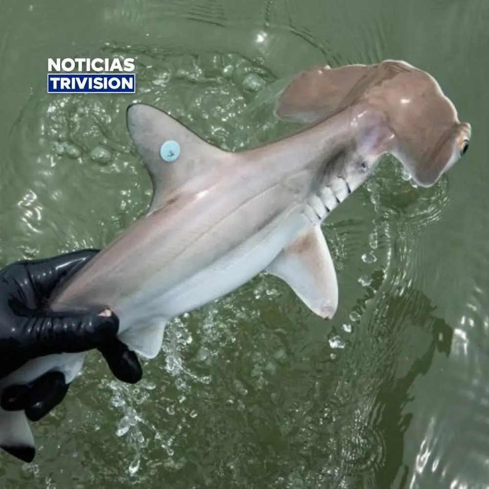 MINAE busca fortalecer la protección de los tiburones martillo