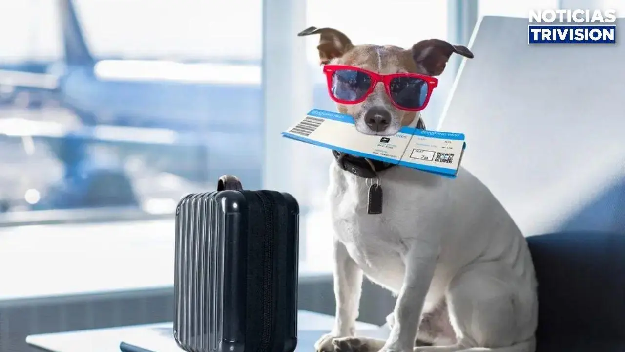 Guanacaste Aeropuerto rompe récord de viajeros de cuatro patas y confirma el auge del turismo pet friendly en Costa Rica