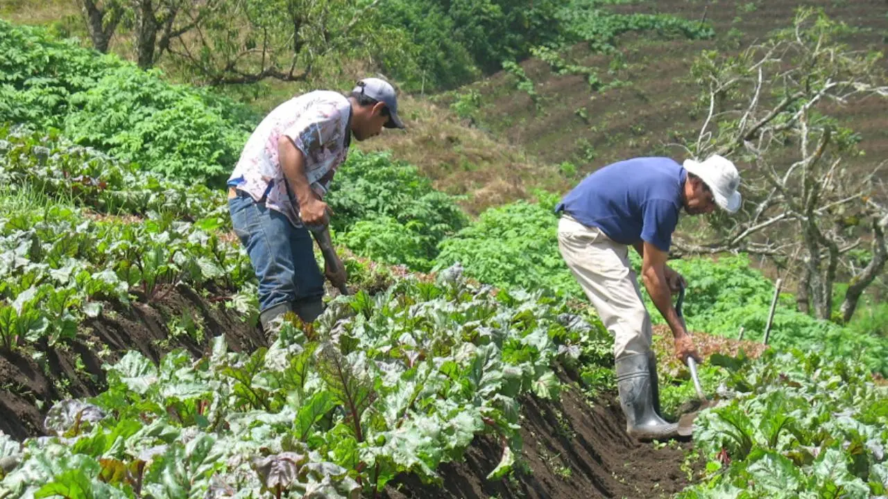 UCR rendirá homenaje a agricultores este próximo viernes