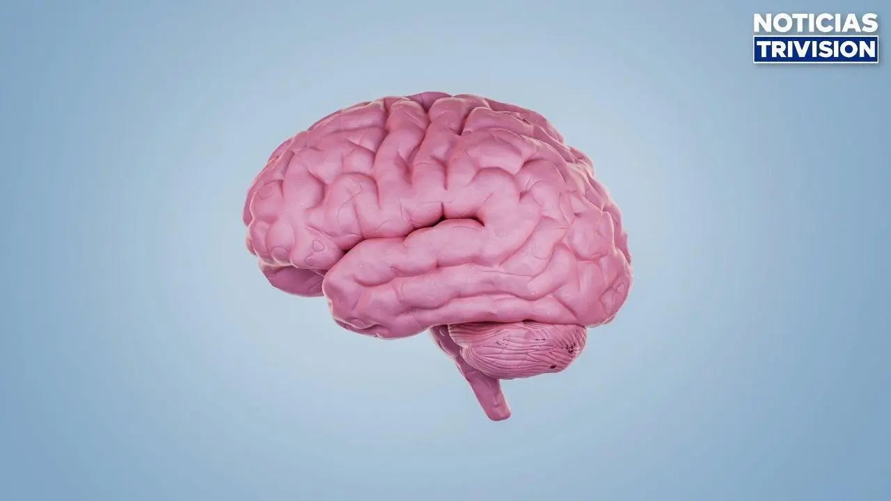 Un estudio asegura que el cerebro humano sigue madurando hasta los 32 años de edad