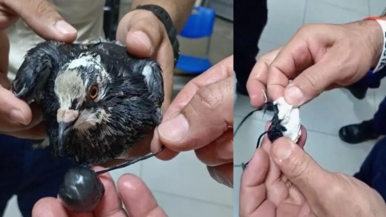 Capturan a “narcopaloma” en el CAI Terrazas