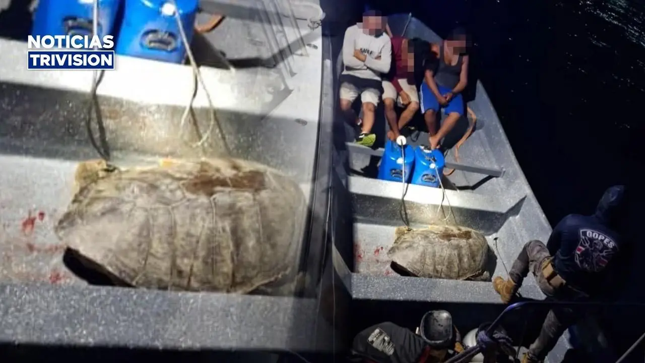 Guardacostas rescata tortuga herida y detiene a tres sospechosos en Limón