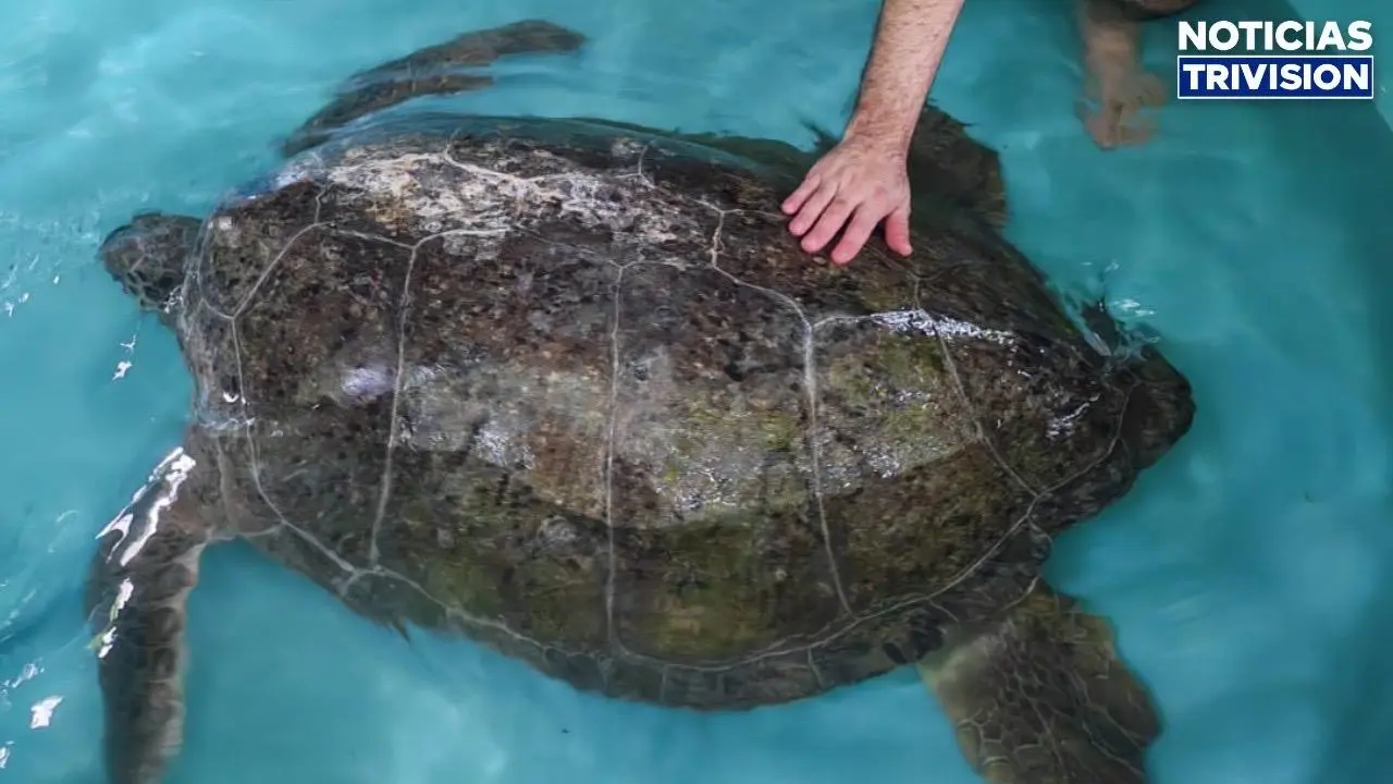 Guardaparques rescatan tortuga verde de presunta captura ilegal en Tortuguero