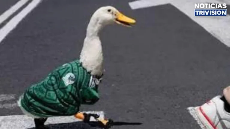 Merlín, el pato que se volvió viral en pleno Mundial
