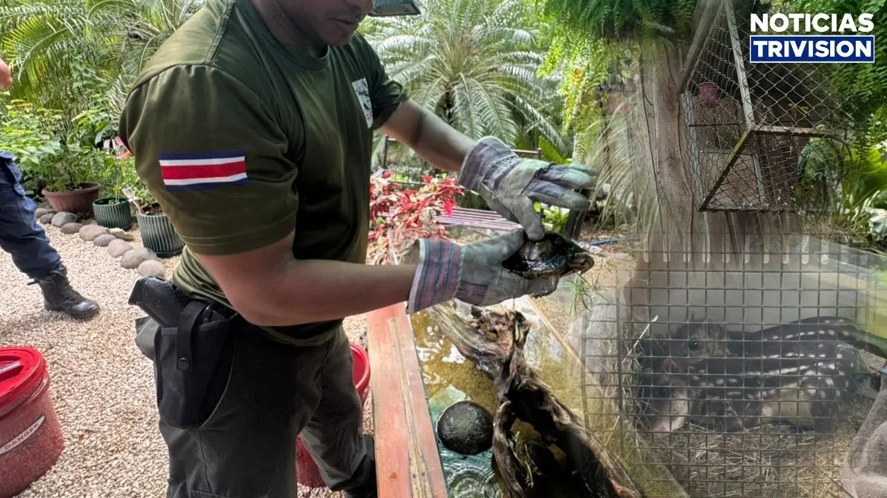 Rescatan animales silvestres mantenidos ilegalmente en cautiverio en Cóbano