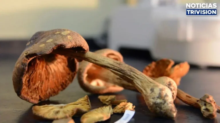 ¿Y si los hongos fueran la clave para salvar la biodiversidad? La UCR pone a Costa Rica en el mapa científico mundial
