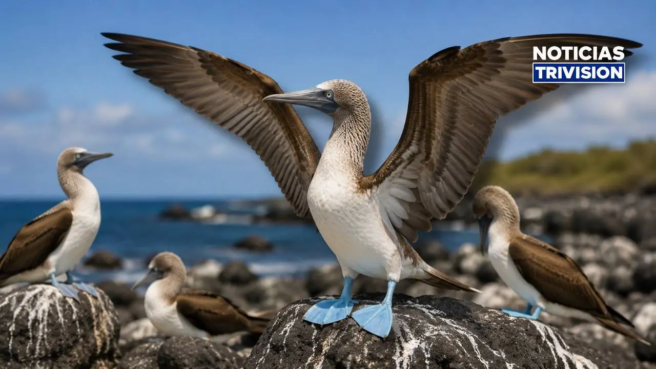 Alertan por aves enfermas y caso de influenza aviar en el Pacífico