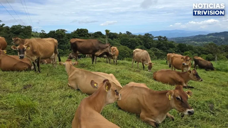 Carne costarricense mantiene acceso al mercado de Estados Unidos tras auditoría sanitaria