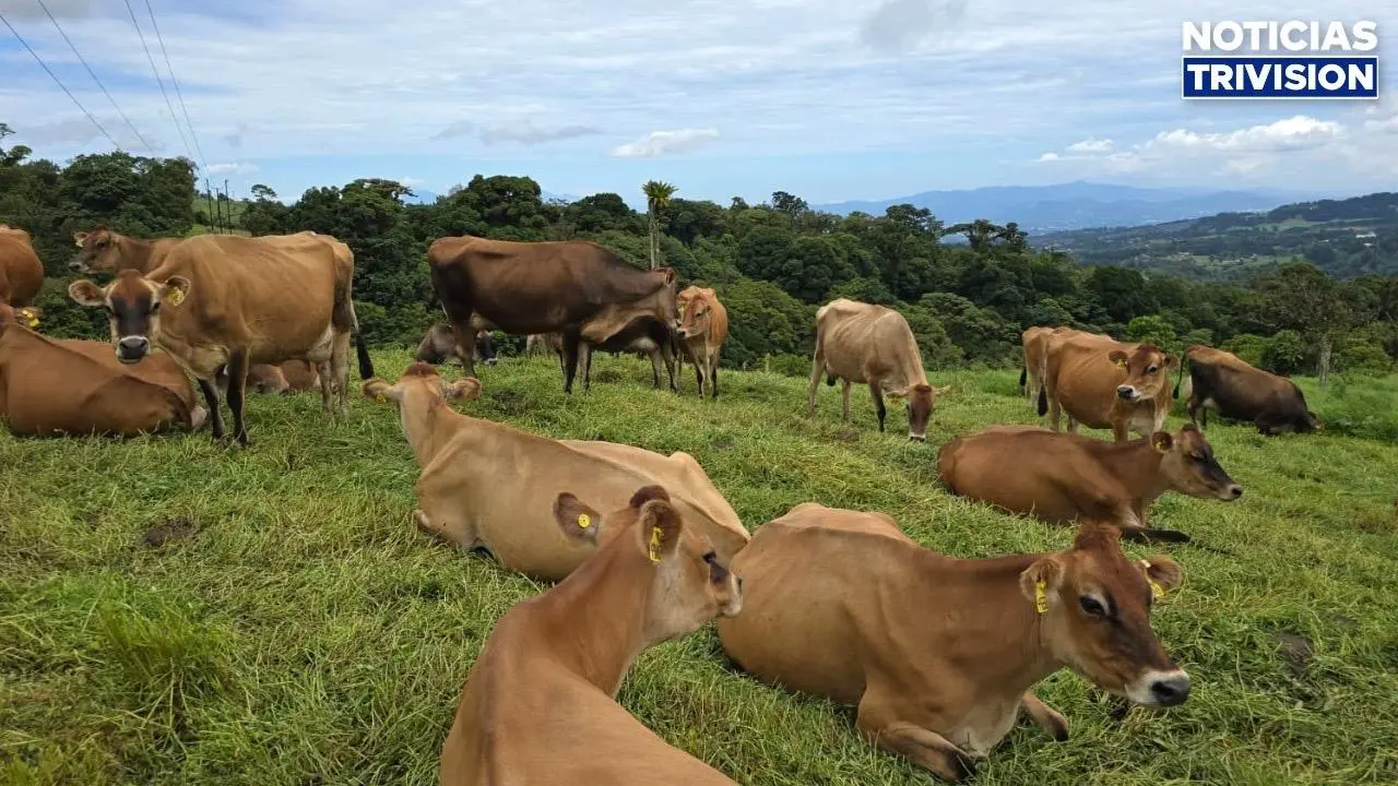 Carne costarricense mantiene acceso al mercado de Estados Unidos tras auditoría sanitaria