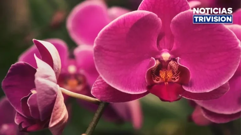 Costa Rica amplía oportunidades para exportar orquídeas a Estados Unidos