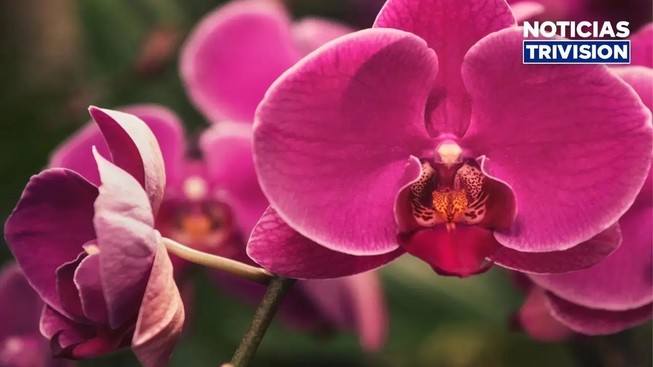 Costa Rica amplía oportunidades para exportar orquídeas a Estados Unidos