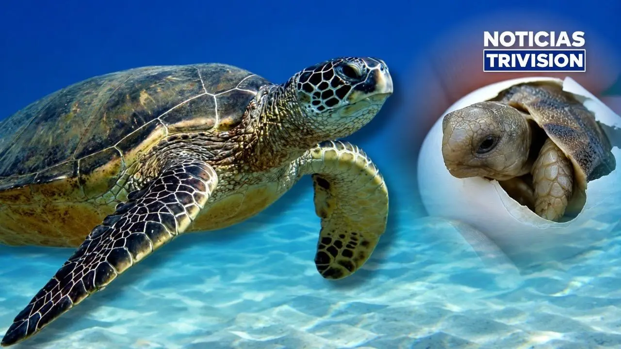 Decomisan 789 huevos de tortuga lora durante operativo en Garabito