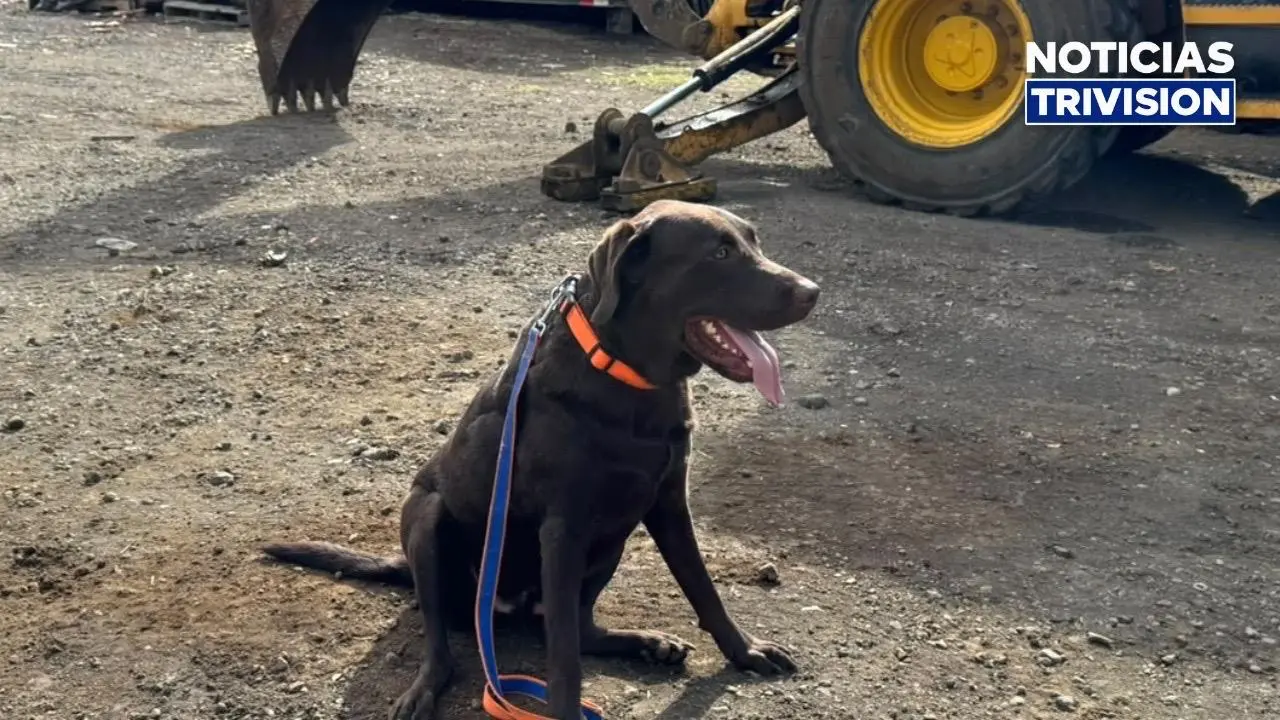 Héroes de cuatro patas: Cruz Roja reconoce a sus perros rescatistas
