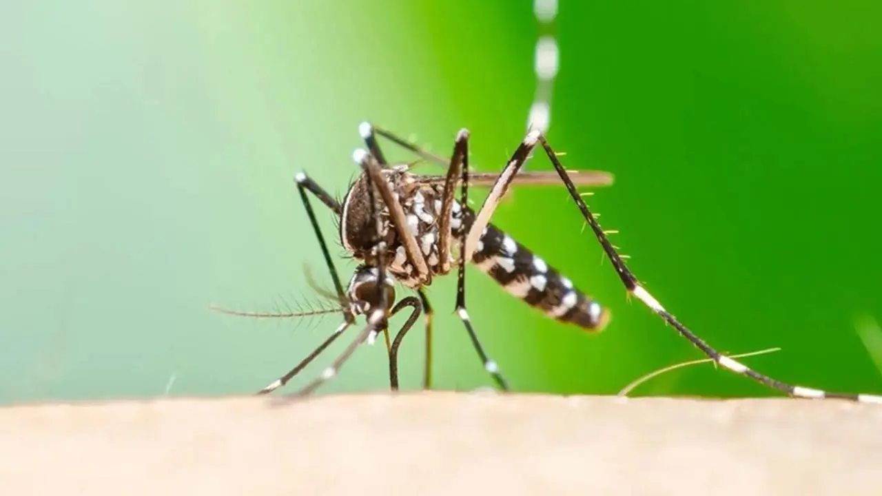 Intensifican acciones preventivas tras brote de chikungunya en Santa Cruz