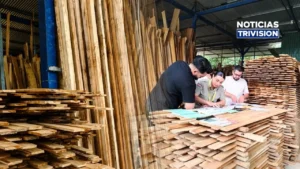 MINAE fortalece supervisión de la industria forestal