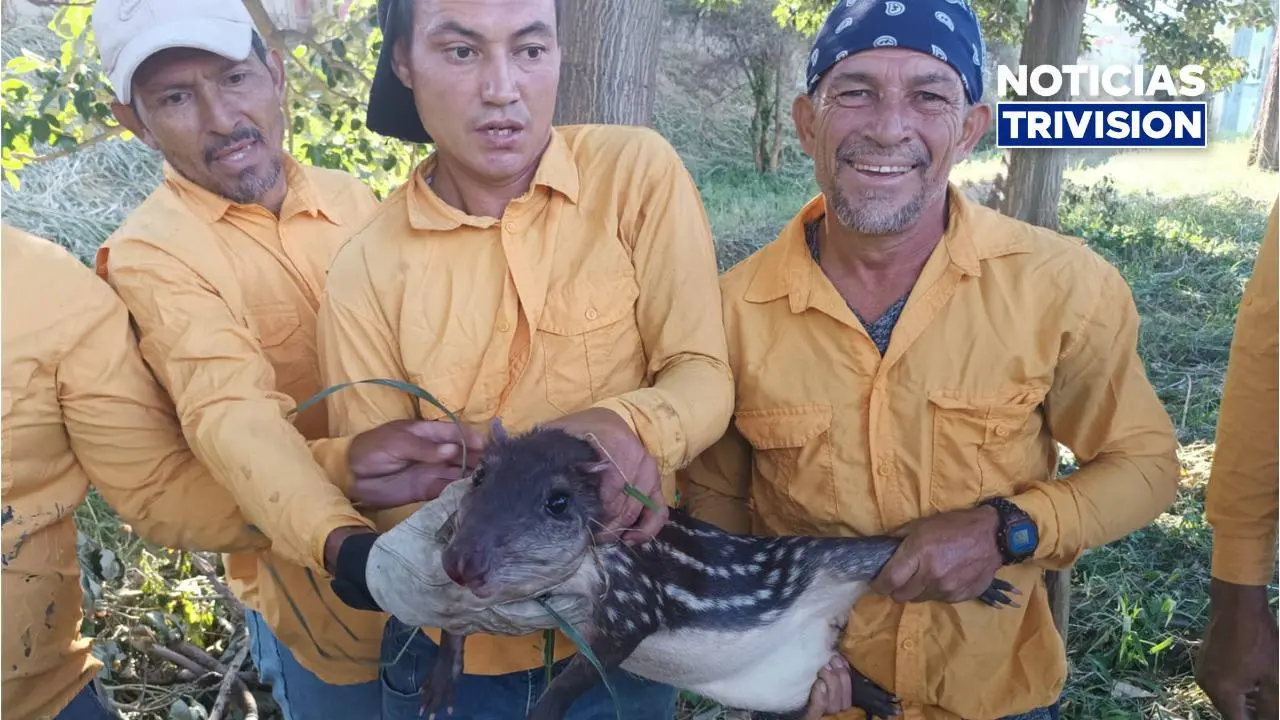 Privados de libertad rescatan a “Quemada”, una tepezcuintle en la Florencio del Castillo