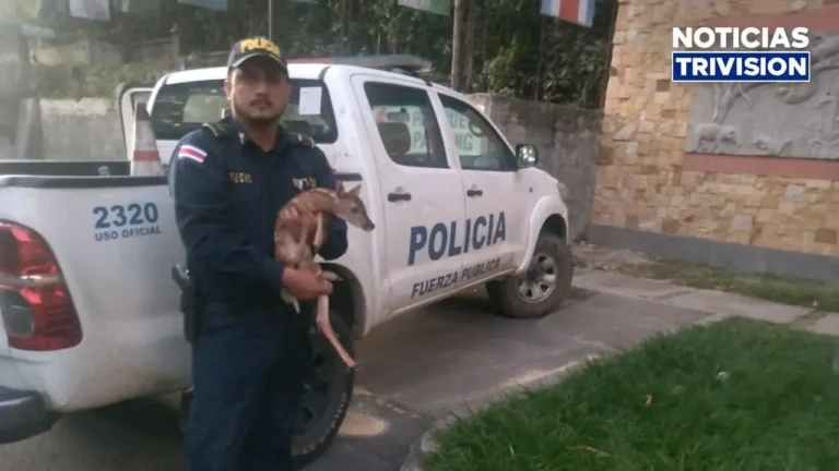 Salvan a un venadito que estaba en peligro en Santa Bárbara de Heredia