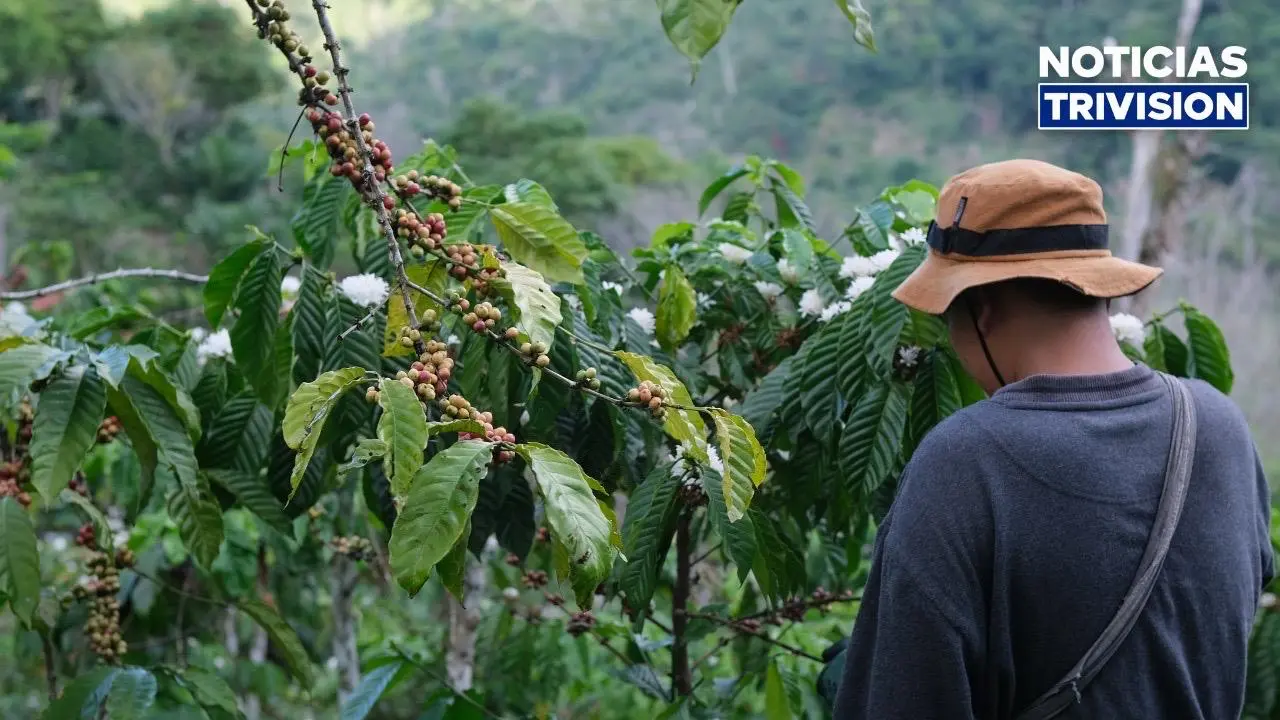 ₡790 millones para reactivar cafetales en la región Brunca