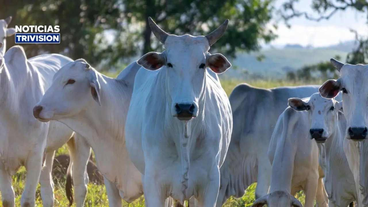 Costa Rica alcanza un millón de animales registrados en Trazabilidad Bovina